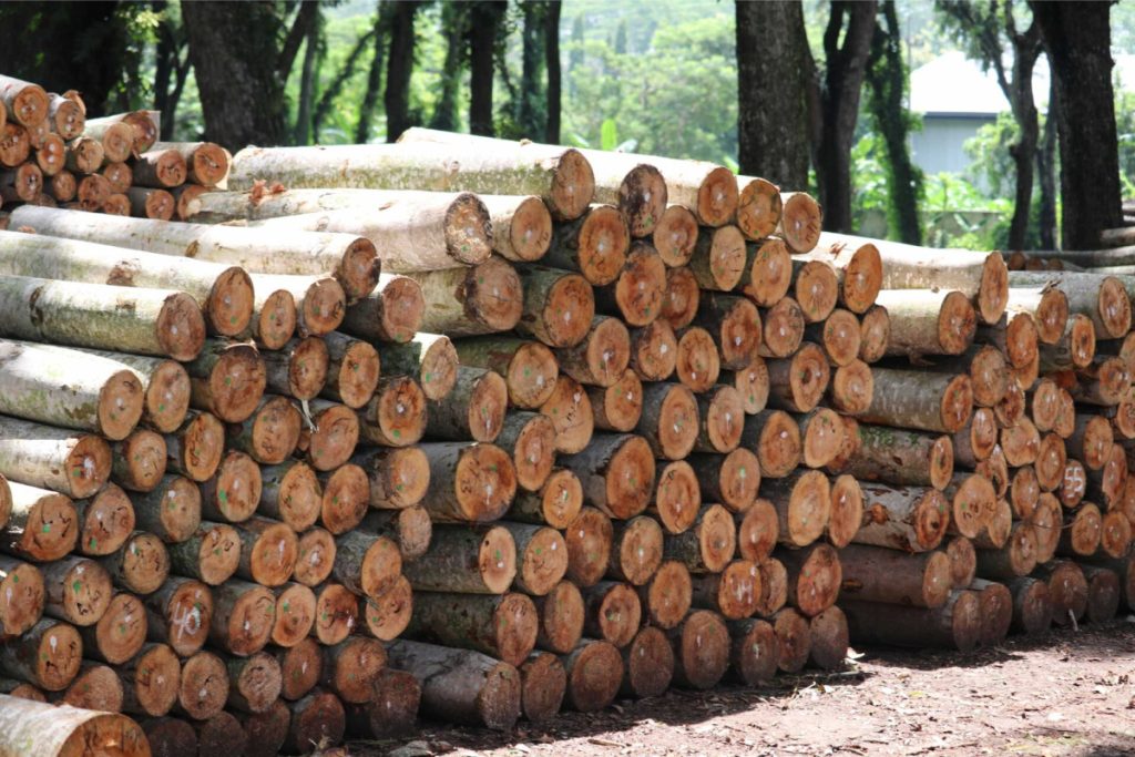 Kayu Sengon